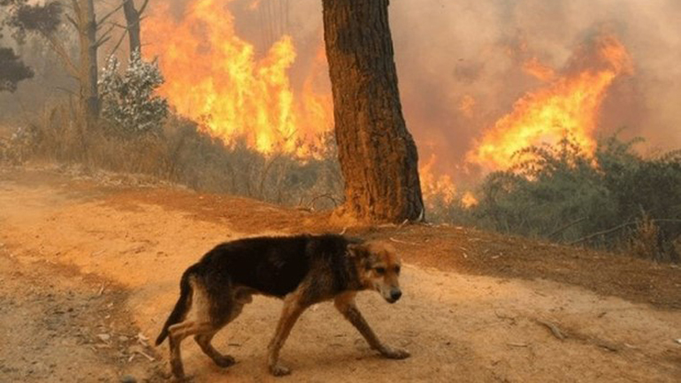 Καμιά λύπη για τα φίδια, για κανένα ζώο…